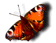 butterflies_cardinal_2_prv.gif
